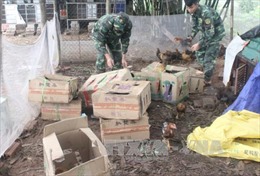 Quảng Ninh bắt giữ và tiêu hủy 150 kg gà thịt không rõ nguồn gốc 