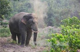 Đồng Nai chi hơn 3,1 tỷ đồng hỗ trợ người dân bị thiệt hại do voi rừng gây ra