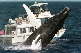 200 con cá voi lưng gù tụ họp bí ẩn ở Nam Phi 