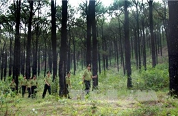 Khuyến khích người dân tham gia cải thiện quản trị rừng và giảm nghèo Việt Nam