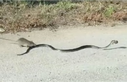 Chuột mẹ liều mình tấn công rắn hung dữ để cứu con