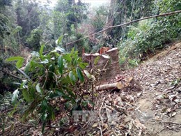 Kiểm tra việc phá rừng phòng hộ tại Phú Yên
