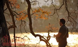 Hồ Gươm lãng mạn mùa lá đỏ trong chiều vàng