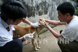 Nghệ An: Xã có 53 người bị chó cắn đang giám sát chặt bệnh dại