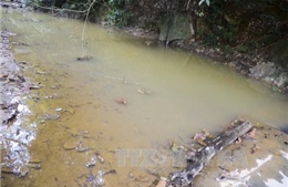 Nước suối ở Phú Thọ bị ô nhiễm: Dân không dám rửa tay chân, lúa ngô giảm năng suất