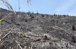 Kỷ luật nhiều cán bộ kiểm lâm trong vụ chặt phá hơn 46 ha rừng Đắk Nông