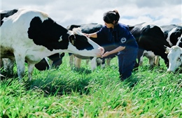 Bước tiến mới trong lĩnh vực organic của ngành sữa Việt