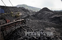 Quản lý bãi thải mỏ ở Việt Nam - Bài cuối: Thí điểm trồng cây năng lượng