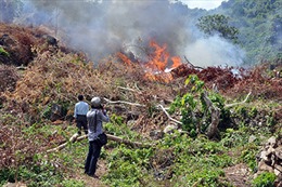 Bắc Giang điều tra, xử lý vụ phá rừng, đốt rừng trái phép quy mô lớn tại xã Lục Sơn