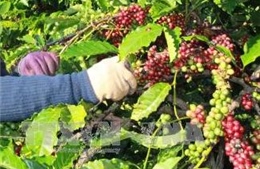 Làm giàu từ trồng cà phê xen cây ăn quả, hồ tiêu