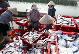 Khai thác biển phục hồi, ngư dân Nghệ An an tâm bám biển