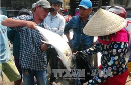 Ngư dân Quảng Trị ra quân khai thác vụ cá Nam