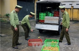 Thu giữ hơn 2.500 con vịt giống nhập lậu từ Trung Quốc