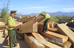 Kon Tum thu giữ khối lượng lớn gỗ vô chủ