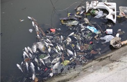 Cá chết trên sông Vĩnh Trà là do ô nhiễm nguồn nước