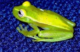 Phát hiện loài ếch phát sáng đầu tiên trên thế giới 