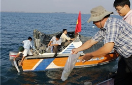 Ninh Thuận thả hơn 1 triệu con tôm giống ra biển