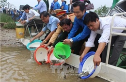 Thanh Hóa thả cá giống tái tạo nguồn lợi thủy sản sông Mã 