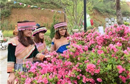 Lễ hội hoa đỗ quyên lần đầu tiên trên đỉnh Fansipan