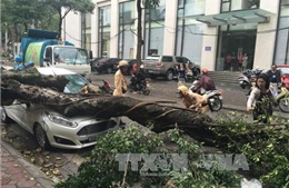 Cảnh báo cây xanh gãy đổ trong dông lốc tại Hà Nội 
