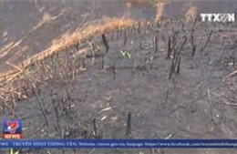 Hàng chục hecta rừng tại Đắk Nông bị tàn phá