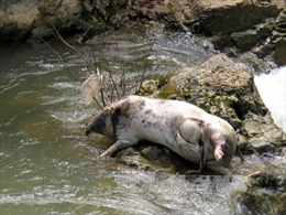 Xác lợn chết hôi thối trôi lềnh bềnh trên sông Phó Đáy, Vĩnh Phúc