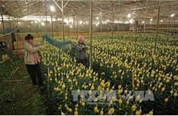 Công ty Nhật hợp tác trồng hoa tại Đà Lạt