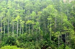 Bình Định đặt mục tiêu giảm 80% số vụ phá rừng và cháy rừng