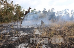 Gia tăng nạn phá rừng, lấn chiếm đất lâm nghiệp trái phép tại Đắk Lắk