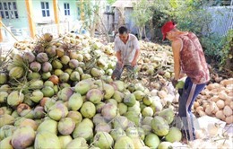 Giá dừa khô tại Tiền Giang tăng trở lại