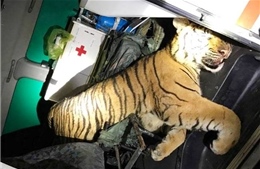 Thanh Hóa: Phát hiện xe cứu thương chở hổ đông lạnh nặng 180 kg