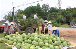 Xuất khẩu dưa hấu vào Trung Quốc không còn &#39;dễ xơi&#39;