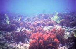 Bà Rịa-Vũng Tàu: Hiện tượng hồ nước đổi màu do tảo nở hoa
