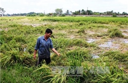 Nông dân Tây Ninh bị thiệt hại hàng chục tỷ đồng do mưa trái mùa