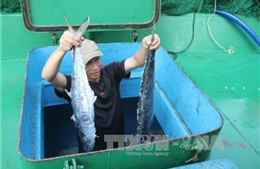 Ngư dân Hà Tĩnh trúng lớn mẻ cá Thu Trồi, thu về hàng trăm triệu đồng