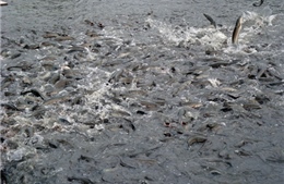 Nông dân Trà Cú thả nuôi gần 57 triệu con cá lóc giống
