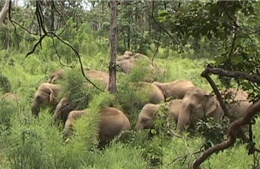 Đàn voi rừng 14 con kéo về phá nát rẫy của người dân Đồng Nai