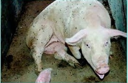 Kinh hoàng biến lợn chết thành lợn mán, lợn quay, thịt hun khói 