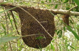 Số phận thực sự của &#39;đàn ong lạ&#39; ở rừng tràm U Minh Hạ