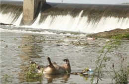 Vĩnh Phúc: Nhiều sông thành nơi chứa nước thải, xác động vật