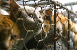 Đài Loan ban hành lệnh cấm ăn thịt chó, mèo 