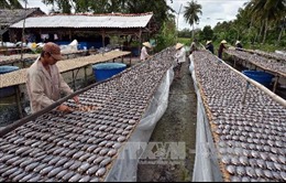 Nâng cao giá trị đặc sản cá bổi U Minh 