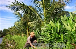 Trồng xen cây dưới tán dừa cho hiệu quả kinh tế cao 