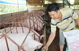 Hơn 30.000 con lợn VietGAHP được doanh nghiệp bao tiêu đầu ra 