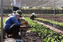 Đắk Nông công nhận 5 vườn ươm giống đạt chuẩn VnSat phục vụ tái canh cây cà phê