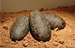 Phát hiện trứng khủng long hóa thạch có phôi bên trong