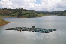 Doanh nghiệp chặn sông Krông Bông nuôi cá tầm trái phép 