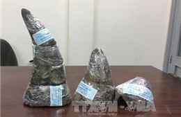Thu giữ gần 5 kg sừng tê giác châu Phi quý hiếm tại sân bay Tân Sơn Nhất