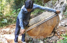 Phát hiện cây gỗ dầu &#39;khủng&#39; bị chôn vùi ở cửa biển Rạch Gốc, Cà Mau 