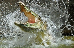 Đàn voi rừng ‘thót tim’ vì cá sấu hung tợn bất ngờ đớp vòi